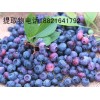 大風(fēng)子提取物
