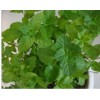 薄荷油，薄荷油價(jià)格，薄荷油供應(yīng)商電話，薄荷油含量