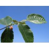 優(yōu)惠供應(yīng)五倍子提取40%90%鞣花酸Ellagic acid