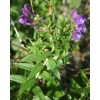 生產(chǎn)廠家現(xiàn)貨供應85%黃芩苷 Baicalin貝加靈