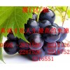 焦亞禁發(fā) 硫酸鈉批發(fā)價(jià)格 焦亞禁發(fā) 硫酸鈉廠(chǎng)家電話(huà) 焦亞禁發(fā) 硫酸鈉含量