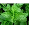 專業(yè)廠家生產(chǎn)供應薄荷提取物5:1 10:1 20:1比例