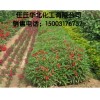 供應(yīng) 農(nóng)用抗旱保水劑，保濕劑等