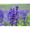 青蘋果香精、桂花香精、木瓜香精、薰衣草香精