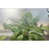 家電玻璃--星虹玻璃--溫潤(rùn)觸感，潔凈如新